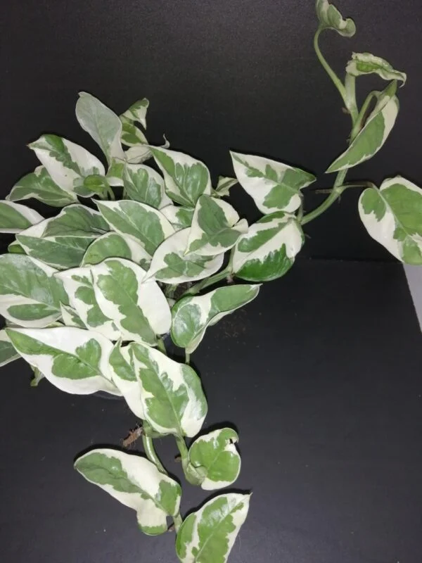 Scindapsus N'Joy, Epipremnum, Potos, pianta da interno