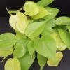 Philodendron scandens Neon Lemon, pianta da interno