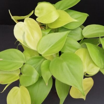 Philodendron scandens Neon Lemon