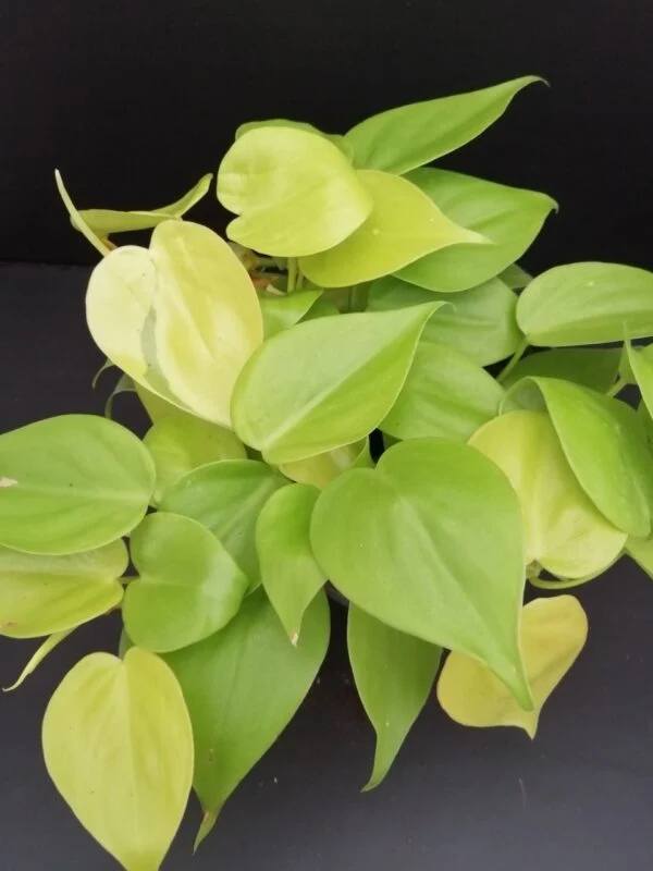 Philodendron scandens Neon Lemon, pianta da interno