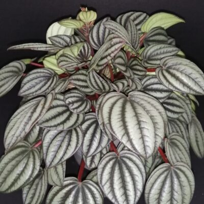 Peperomia albovittata, Peperomia 'Piccolo Banda'