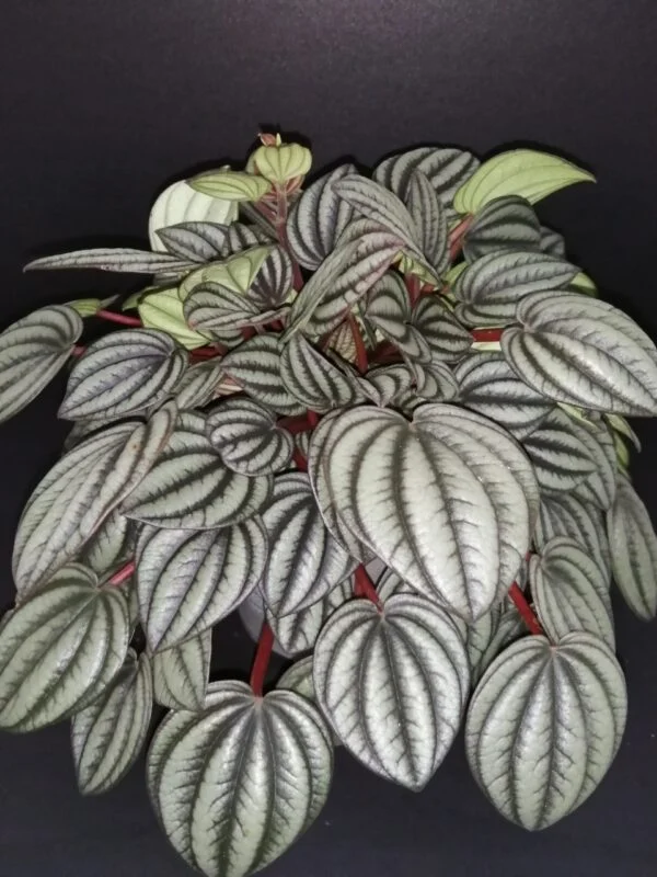 Peperomia 'Piccolo Banda', pianta da interno