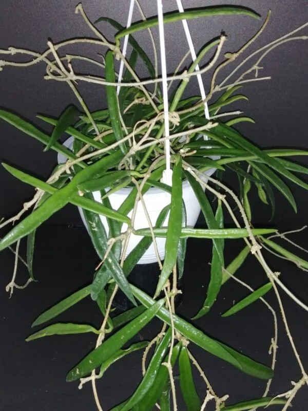Hoya kentiana, pianta da interno