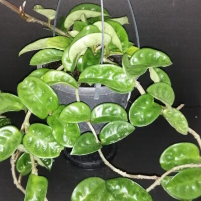 Hoya carnosa Krinkle