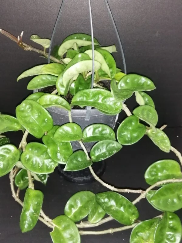 Hoya carnosa Krimson Queen, foto 4