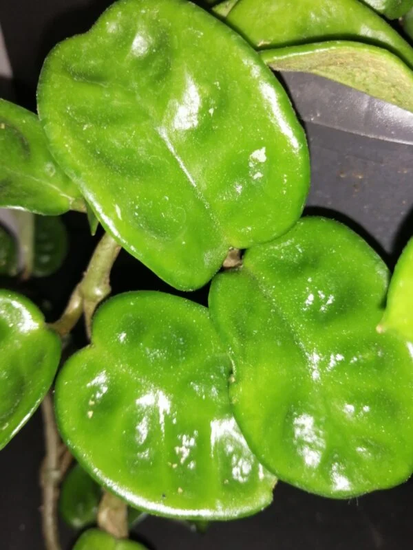 Hoya carnosa Krinkle, foto 3