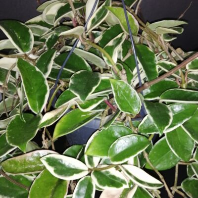 Hoya carnosa Krimson Queen