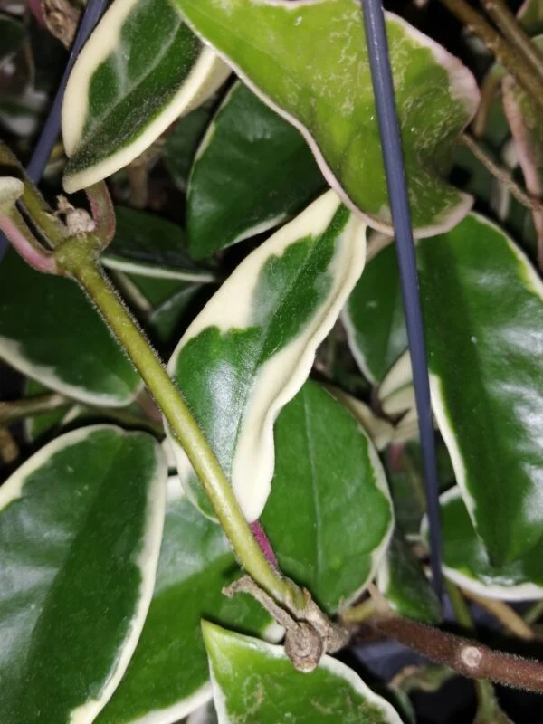 Hoya carnosa Krimson Queen, foto 3