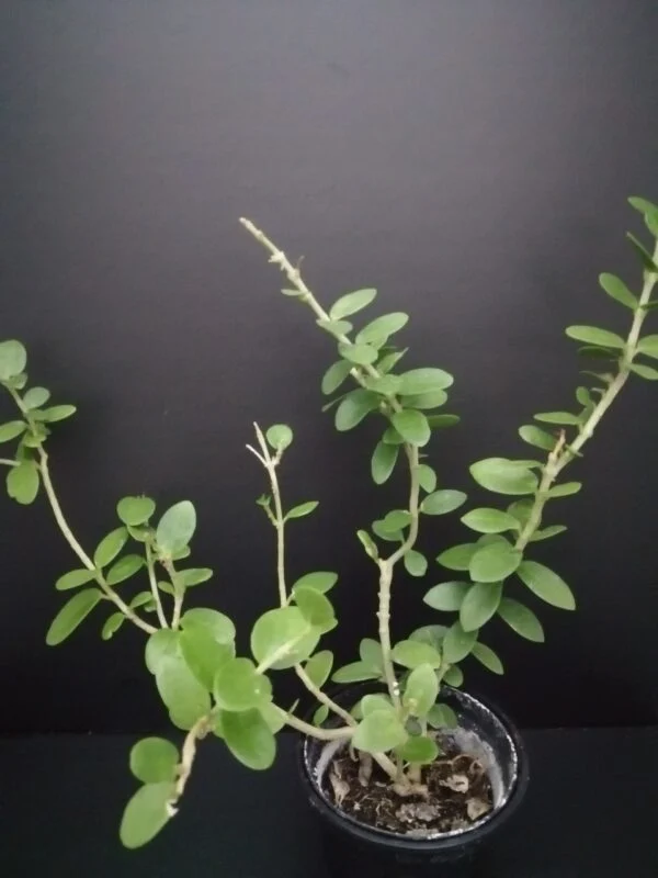 Hoya carnosa Tricolor, foto 5