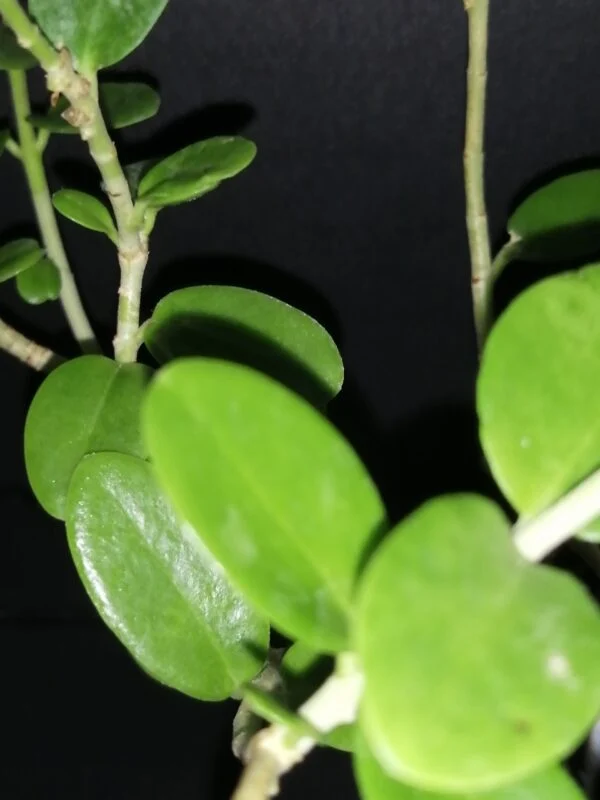 Hoya cumingiana, foto 2