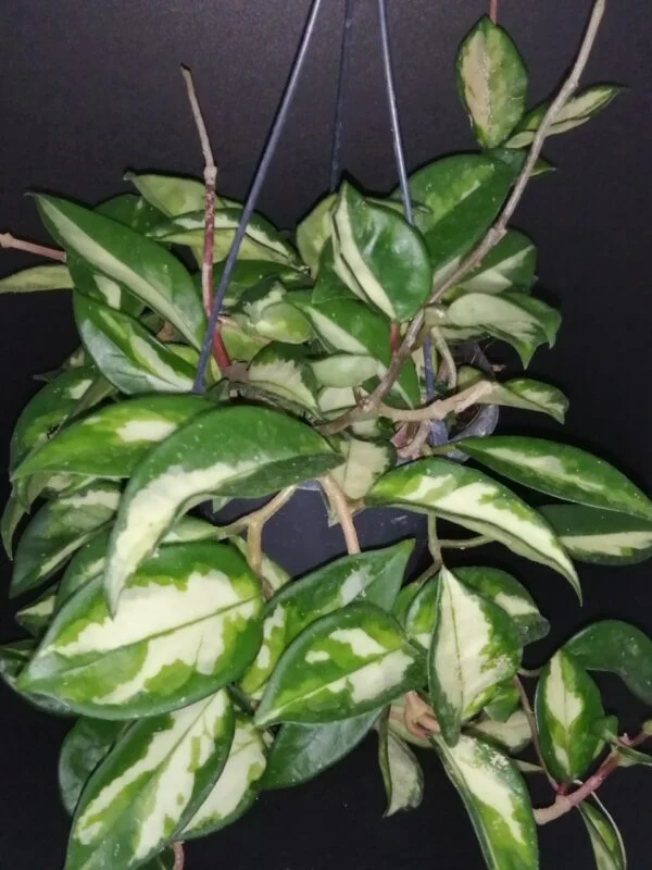 Hoya carnosa Tricolor, foto 4