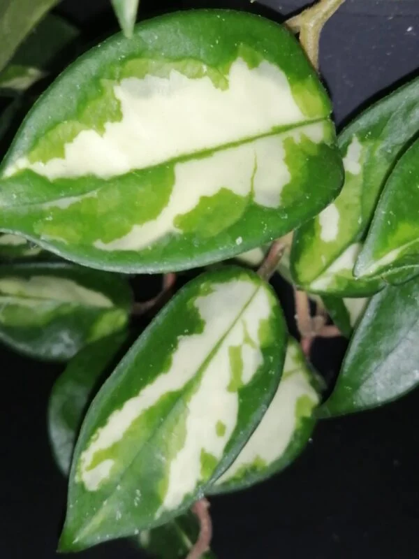Hoya carnosa Tricolor, foto 2