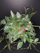 Hoya krohniana Splash