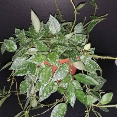 Hoya krohniana Splash