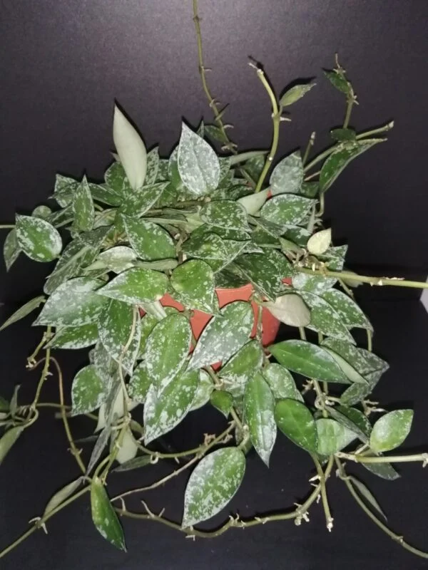 Hoya krohniana Splash, pianta da interno