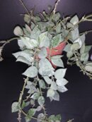 Hoya krohniana Eskimo