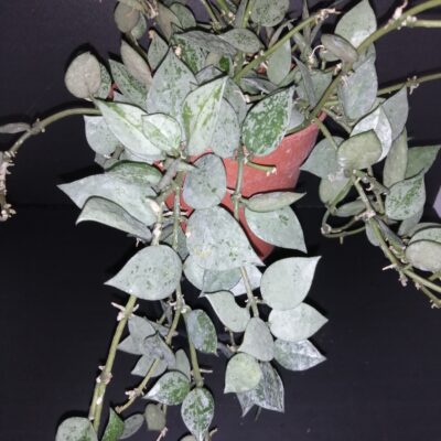 Hoya krohniana Eskimo