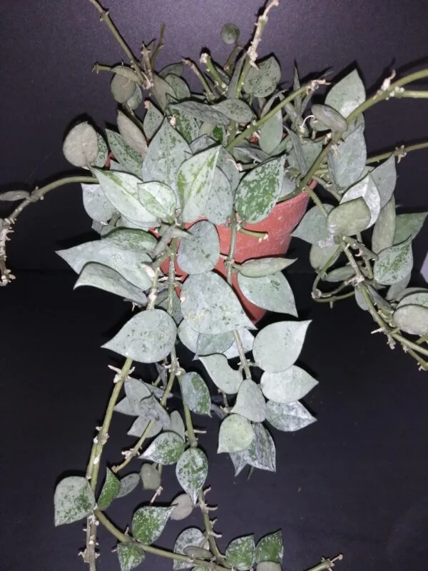Hoya krohniana Eskimo, pianta da interno