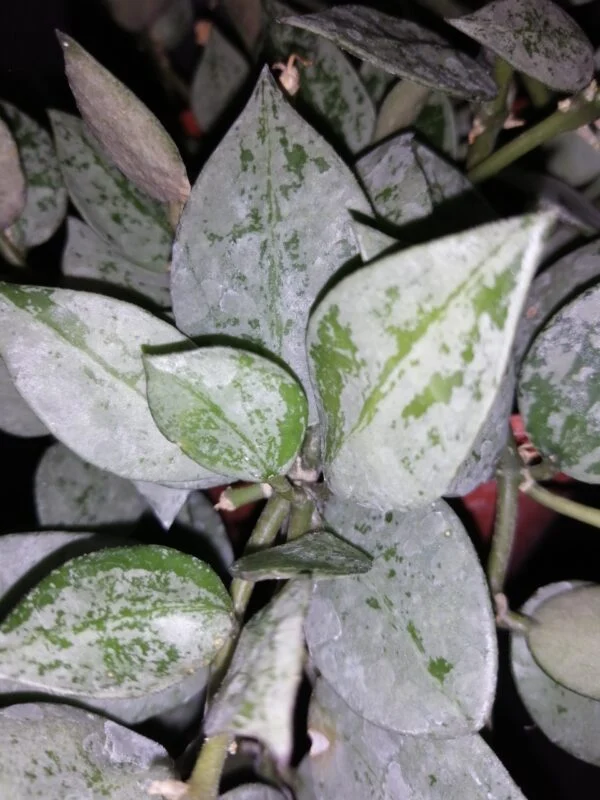 Hoya krohniana Eskimo, foto 2