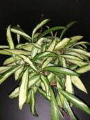 Hoya wayetii tricolor