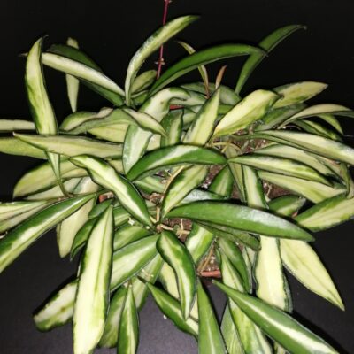 Hoya wayetii tricolor