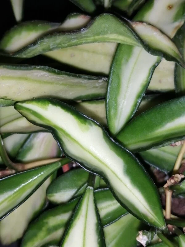 Hoya wayetii tricolor, foto 3