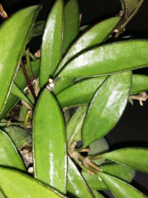 Hoya wayetii, foto 2