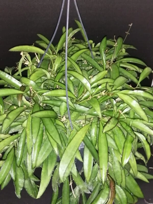 Hoya wayetii, pianta da interno