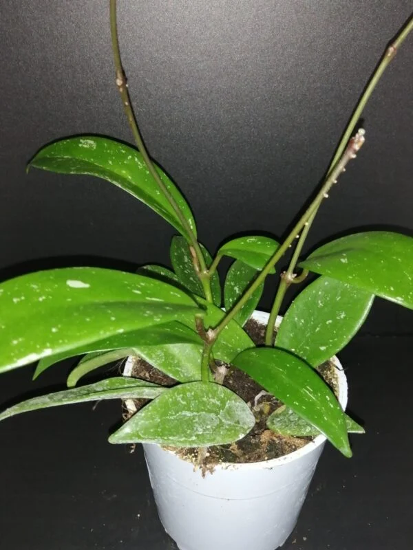 Hoya carnosa Pink Ball, foto 3