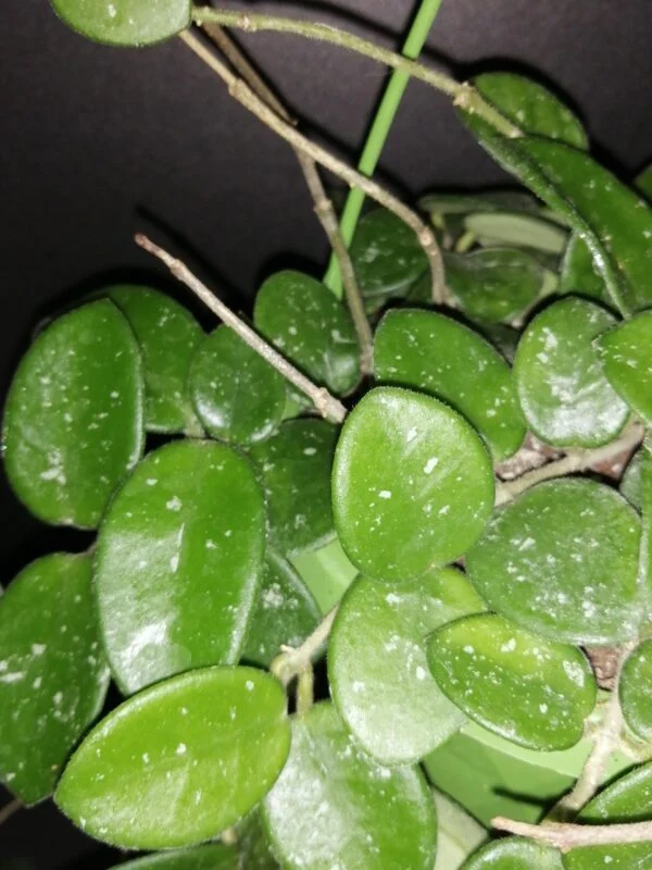 Hoya Mathilde, foto 2