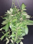 Hoya burtoniae , Hoya DS-70