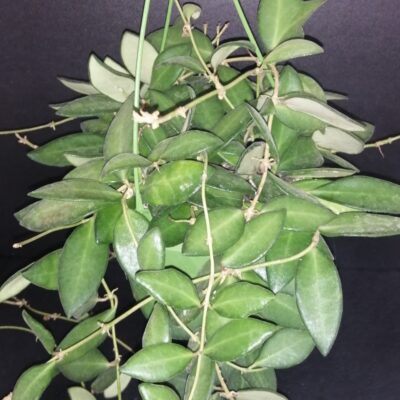 Hoya burtoniae , Hoya DS-70