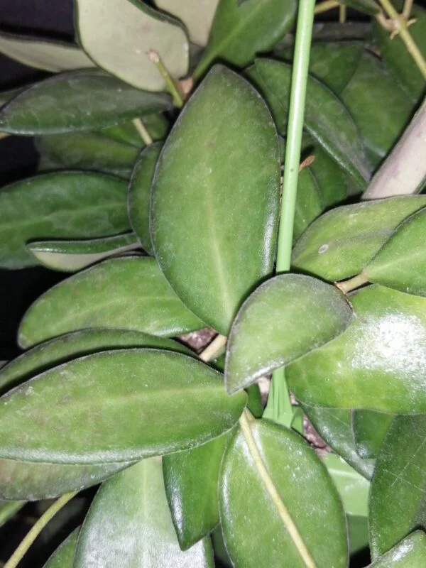 Hoya burtoniae, Hoya DS-70, foto 5