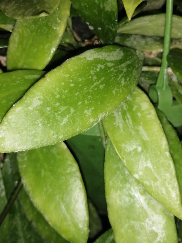 Hoya memoria gracilis, foto 2