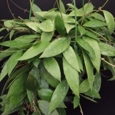 Hoya memoria gracilis