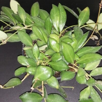 Hoya burtoniae , Hoya DS-70