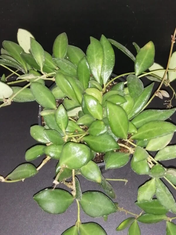 Hoya burtoniae , Hoya DS-70, pianta da interno