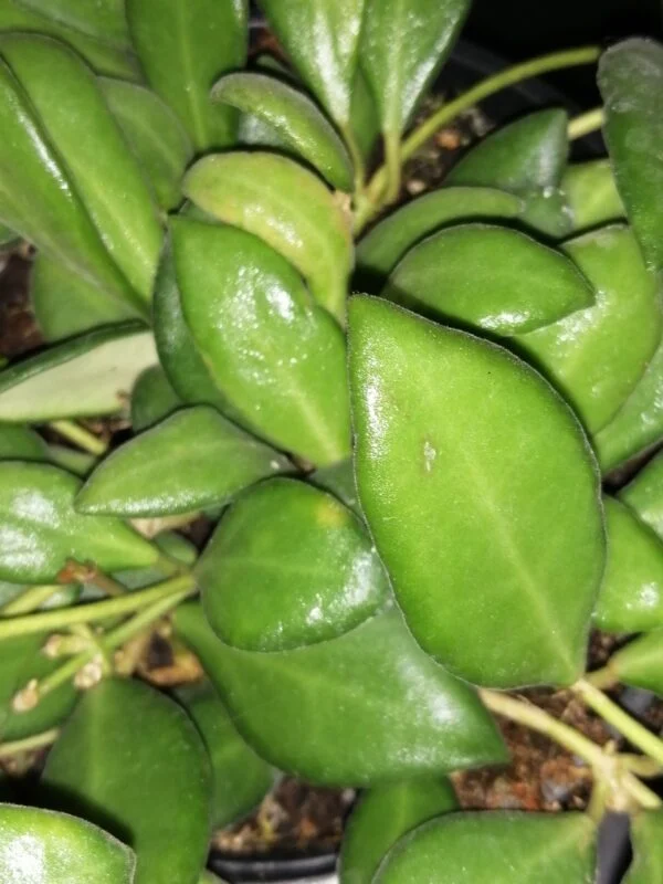 Hoya burtoniae, Hoya DS-70, foto 7