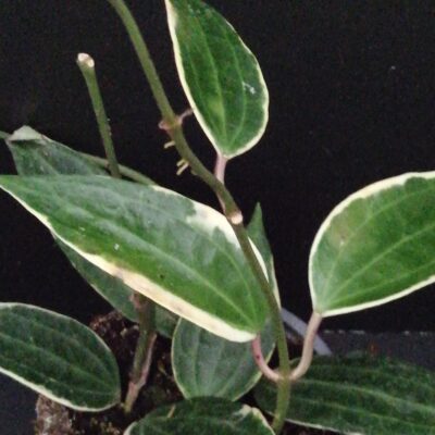 Hoya macrophylla Variegata hoya latifolia variegata