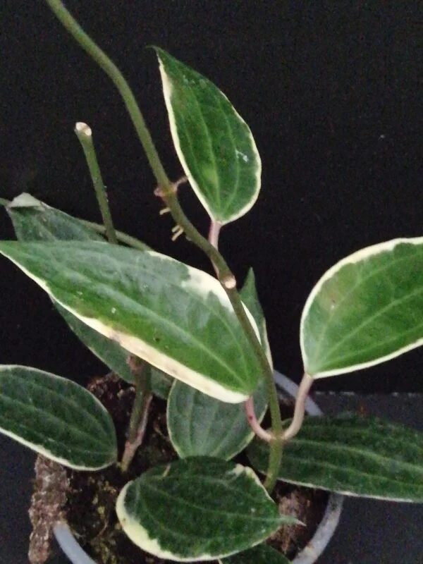 Hoya macrophylla Variegata hoya latifolia variegata, pianta da interno