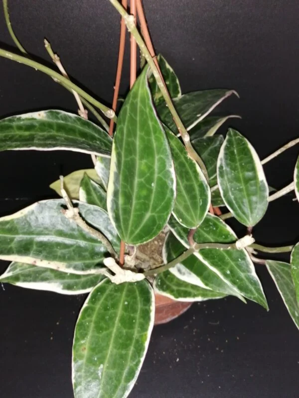 Hoya parasitica Black Edge, foto 5