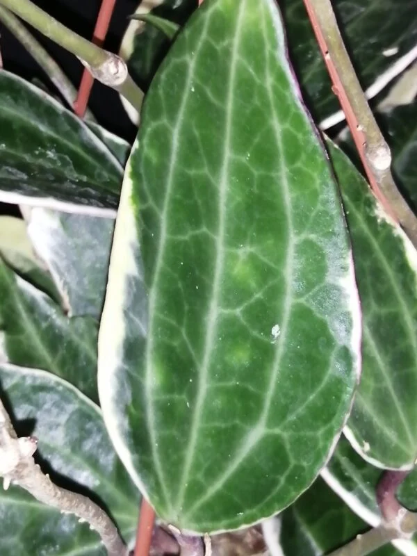Hoya macrophylla Variegata hoya latifolia variegata, foto 2