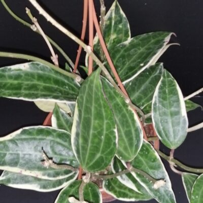 Hoya macrophylla Variegata