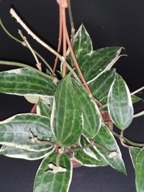 Hoya macrophylla Variegata hoya latifolia variegata, foto 3