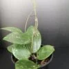 Hoya parasitica Splash, pianta da interno