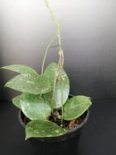 Hoya parasitica Splash