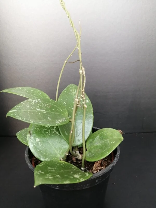 Hoya parasitica Splash, pianta da interno