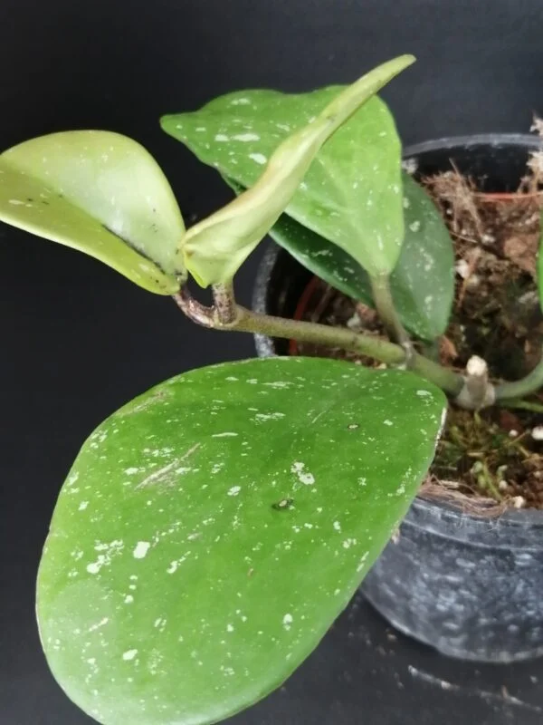Hoya obovata Splash, pianta da interno