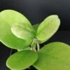 Hoya parasitica Black Edge, foto 4