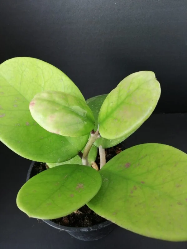Hoya parasitica Black Edge, foto 4